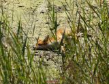 Fuchs0005